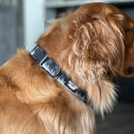 DOG COLLARS